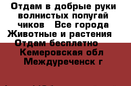 Отдам в добрые руки волнистых попугай.чиков - Все города Животные и растения » Отдам бесплатно   . Кемеровская обл.,Междуреченск г.